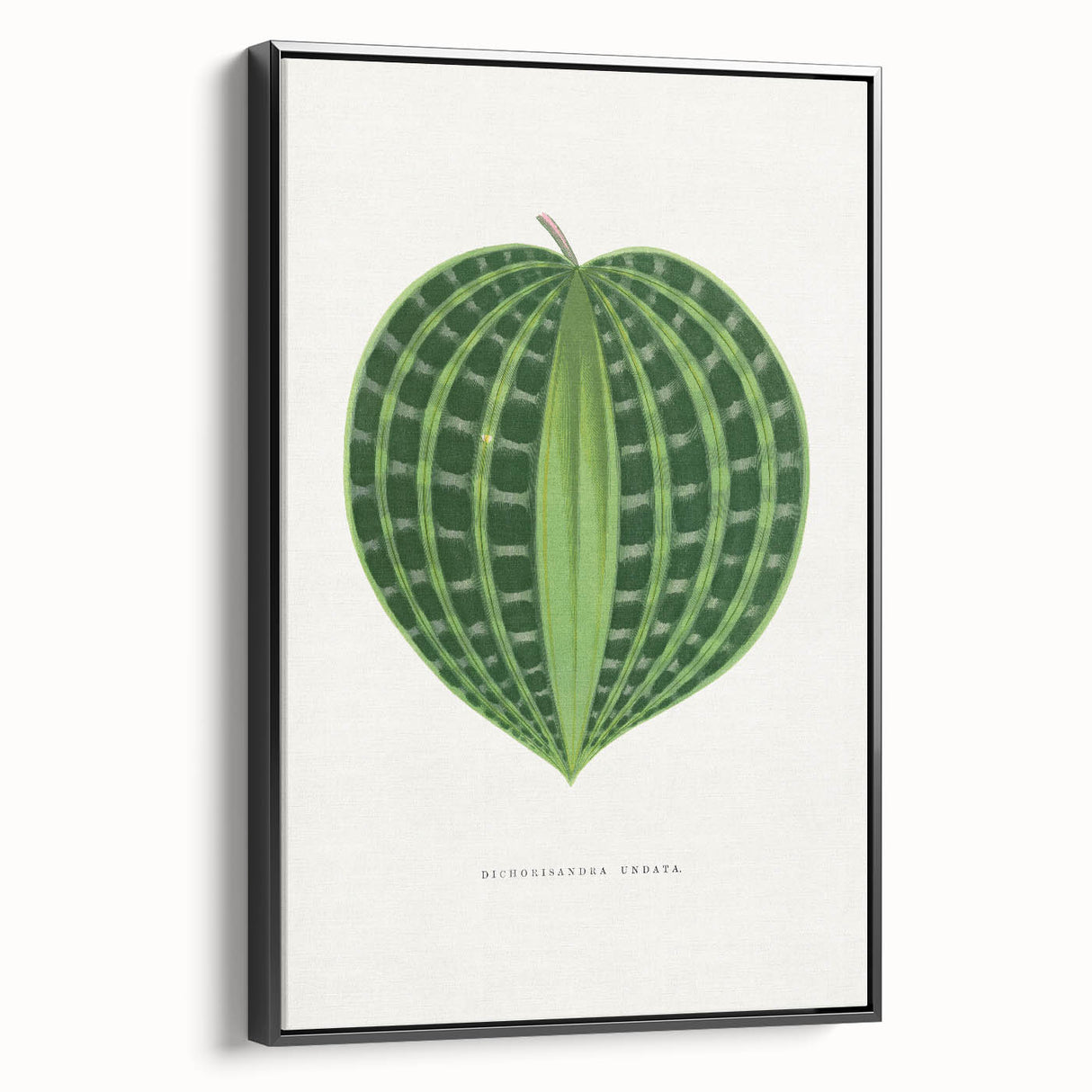 Romanticism Art: Dichorisandra Undata Botanical Illustration