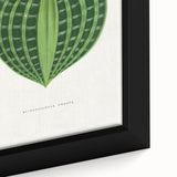 Romanticism Art: Dichorisandra Undata Botanical Illustration