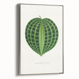 Romanticism Art: Dichorisandra Undata Botanical Illustration