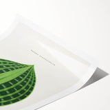 Romanticism Art: Dichorisandra Undata Botanical Illustration