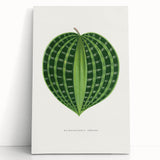 Romanticism Art: Dichorisandra Undata Botanical Illustration