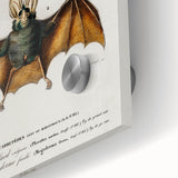 Romanticism Art: Plecotus Bat Scientific Illustration