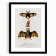 Romanticism Art: Plecotus Bat Scientific Illustration