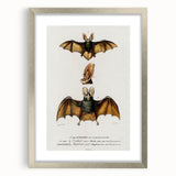 Romanticism Art: Plecotus Bat Scientific Illustration