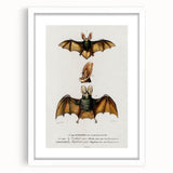 Romanticism Art: Plecotus Bat Scientific Illustration
