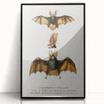 Romanticism Art: Plecotus Bat Scientific Illustration