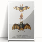 Romanticism Art: Plecotus Bat Scientific Illustration