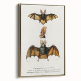Romanticism Art: Plecotus Bat Scientific Illustration