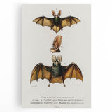 Romanticism Art: Plecotus Bat Scientific Illustration