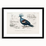 Romanticism Art: Crowned Pigeon (Goura) Illustration
