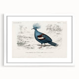 Romanticism Art: Crowned Pigeon (Goura) Illustration