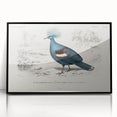 Romanticism Art: Crowned Pigeon (Goura) Illustration