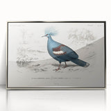 Romanticism Art: Crowned Pigeon (Goura) Illustration