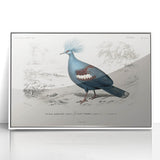 Romanticism Art: Crowned Pigeon (Goura) Illustration