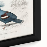 Romanticism Art: Crowned Pigeon (Goura) Illustration