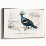 Romanticism Art: Crowned Pigeon (Goura) Illustration