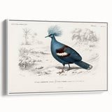 Romanticism Art: Crowned Pigeon (Goura) Illustration