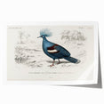 Romanticism Art: Crowned Pigeon (Goura) Illustration