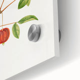 Detailed Art Realism - Vintage Cherries Botanical Wall Art Print