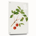 Detailed Art Realism - Vintage Cherries Botanical Wall Art Print