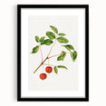 Detailed Art Realism - Vintage Cherries Botanical Wall Art Print