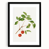 Detailed Art Realism - Vintage Cherries Botanical Wall Art Print