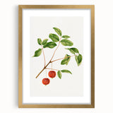 Detailed Art Realism - Vintage Cherries Botanical Wall Art Print