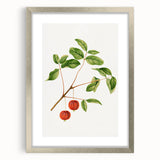 Detailed Art Realism - Vintage Cherries Botanical Wall Art Print