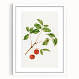 Detailed Art Realism - Vintage Cherries Botanical Wall Art Print
