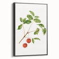 Detailed Art Realism - Vintage Cherries Botanical Wall Art Print