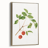 Detailed Art Realism - Vintage Cherries Botanical Wall Art Print