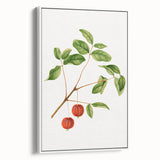 Detailed Art Realism - Vintage Cherries Botanical Wall Art Print