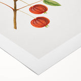 Detailed Art Realism - Vintage Cherries Botanical Wall Art Print