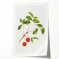 Detailed Art Realism - Vintage Cherries Botanical Wall Art Print