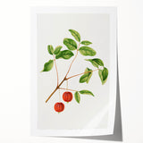 Detailed Art Realism - Vintage Cherries Botanical Wall Art Print
