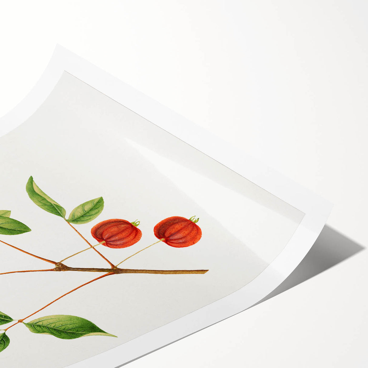 Detailed Art Realism - Vintage Cherries Botanical Wall Art Print