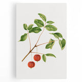 Detailed Art Realism - Vintage Cherries Botanical Wall Art Print