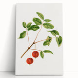 Detailed Art Realism - Vintage Cherries Botanical Wall Art Print