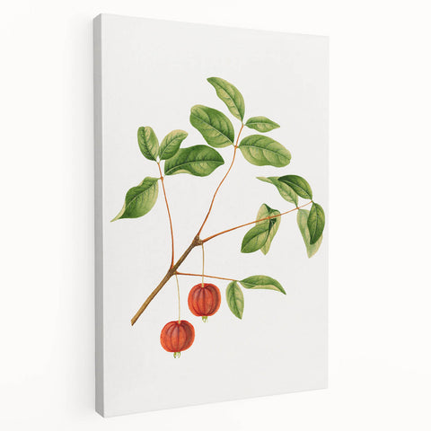 Detailed Art Realism - Vintage Cherries Botanical Wall Art Print