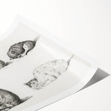 Romanticism Art: Five Studies of Cats by Jean Bernard