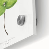 Detailed Realism Art Print - Adiantum Wilsoni Fern Botanical Illustration