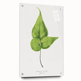 Detailed Realism Art Print - Adiantum Wilsoni Fern Botanical Illustration