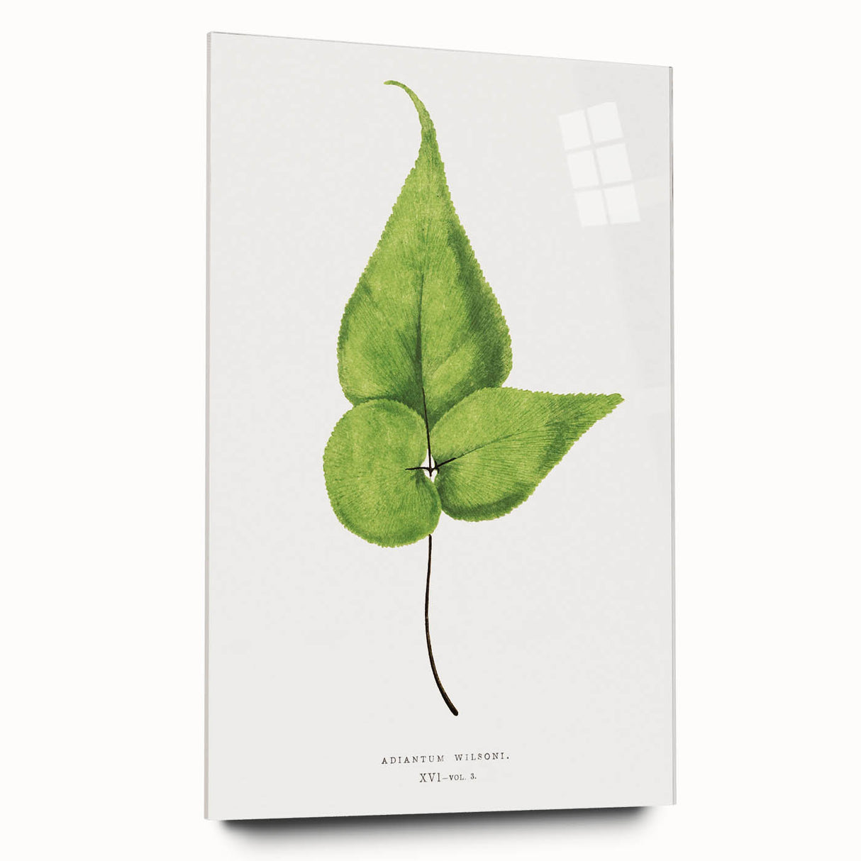 Detailed Realism Art Print - Adiantum Wilsoni Fern Botanical Illustration