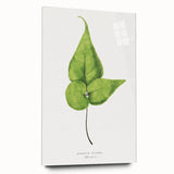 Detailed Realism Art Print - Adiantum Wilsoni Fern Botanical Illustration