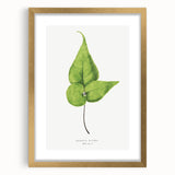 Detailed Realism Art Print - Adiantum Wilsoni Fern Botanical Illustration