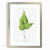 Detailed Realism Art Print - Adiantum Wilsoni Fern Botanical Illustration