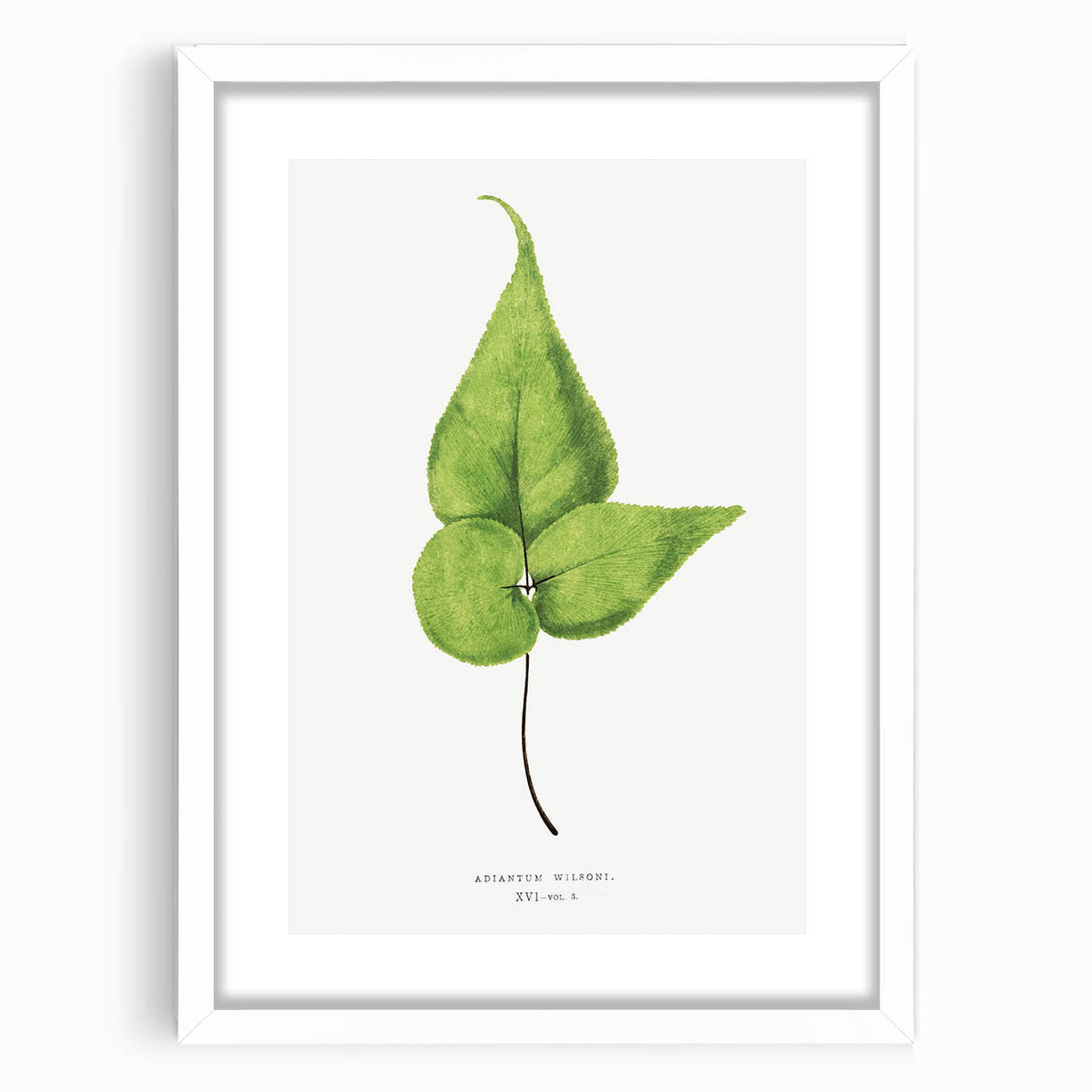 Detailed Realism Art Print - Adiantum Wilsoni Fern Botanical Illustration