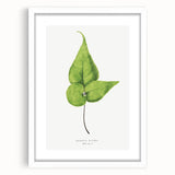 Detailed Realism Art Print - Adiantum Wilsoni Fern Botanical Illustration