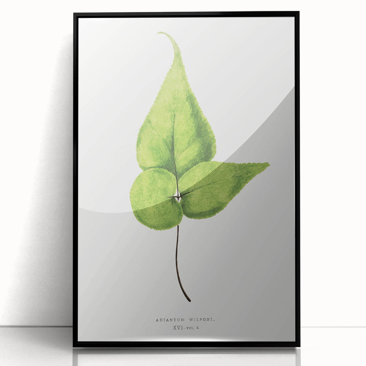 Detailed Realism Art Print - Adiantum Wilsoni Fern Botanical Illustration