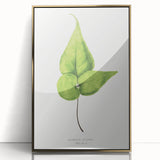 Detailed Realism Art Print - Adiantum Wilsoni Fern Botanical Illustration